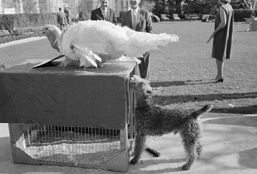 Exploring the Tradition of Turkey Pardoning at the White House by President Biden