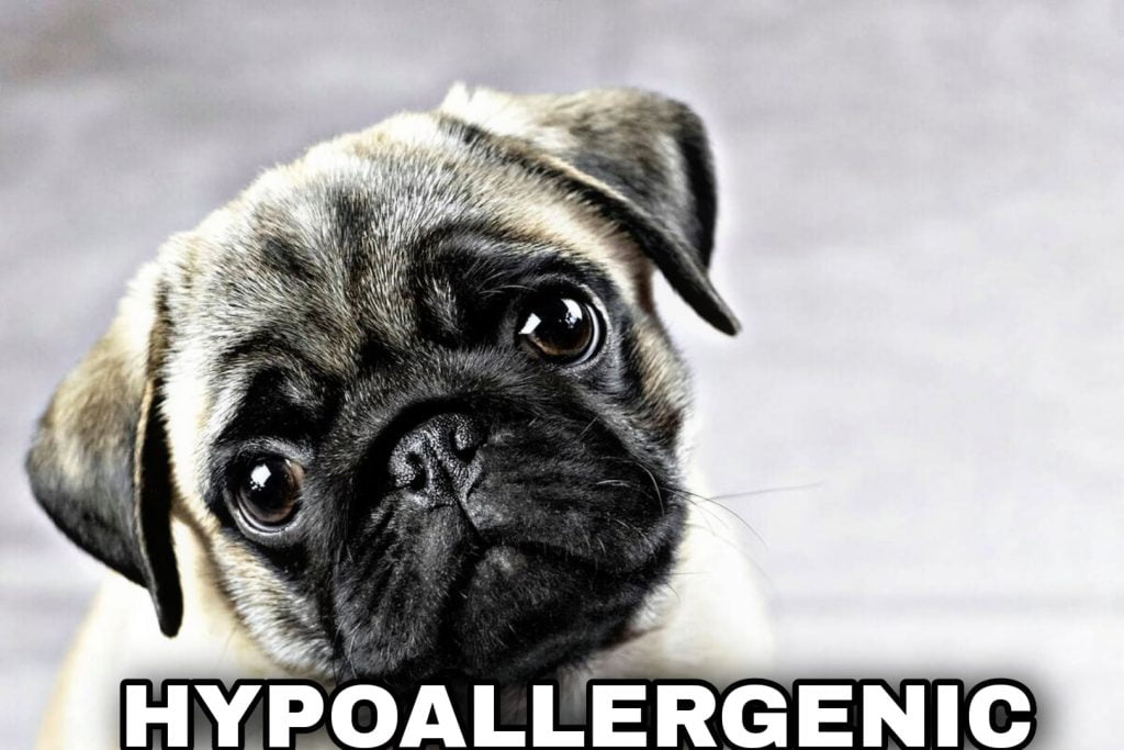 Are Pugs Hypoallergenic