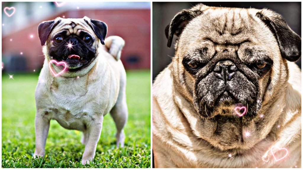 Pugs can live up to 20 years with proper care, nutrition, and a healthy lifestyle