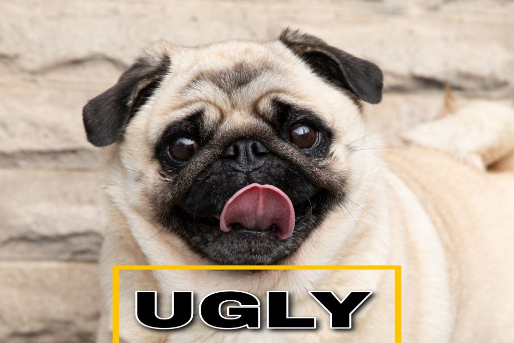 A group of pugs with various facial expressions, representing the question "are pugs ugly?"