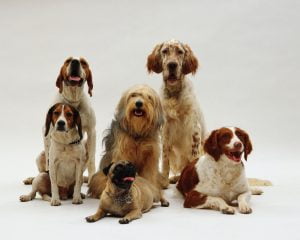 Which Dog Breeds Have the Most Personality?