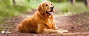 Best Dog Breeds in India for Home with Price
