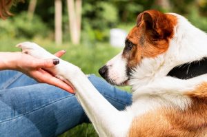 how to prevent ticks on dogs