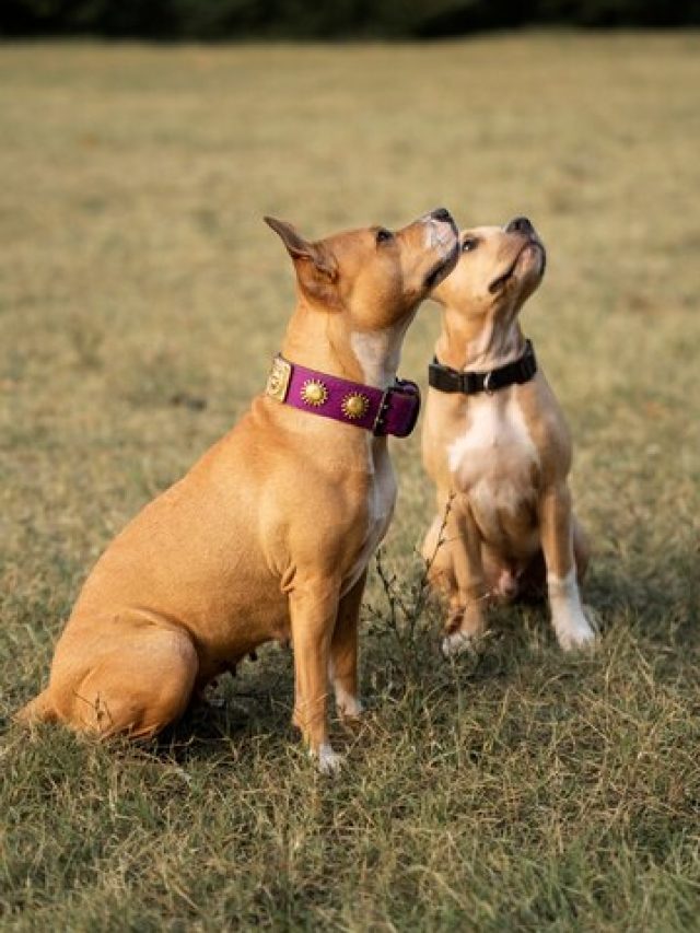 10 Popular Non-Shedding Dog Breeds