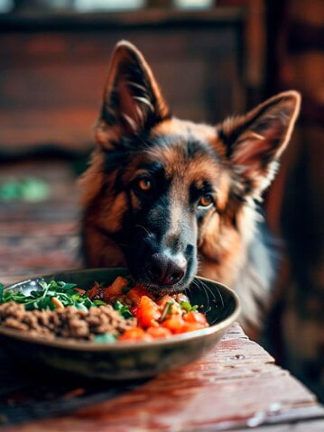 Best Homemade Dog Food for Weight Loss