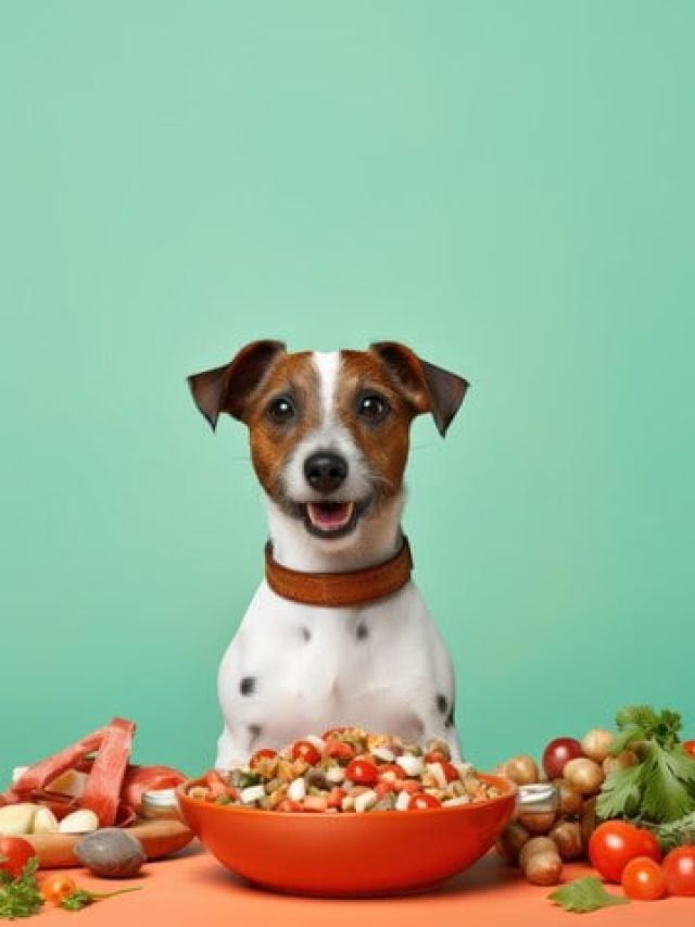 Dog Foods For Weight Gain