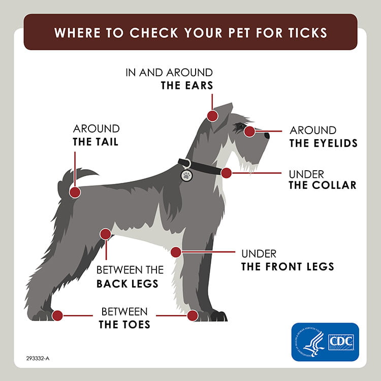 How to Prevent Ticks on Dogs