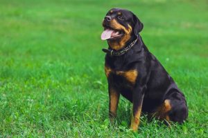 Top 10 Most Loyal and Protective Dog Breeds for Families