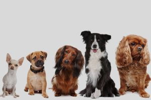Best Low Maintenance Dog Breeds in India