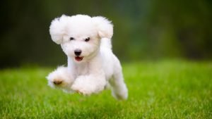 Which Small Dog Breed Has the Least Problems?